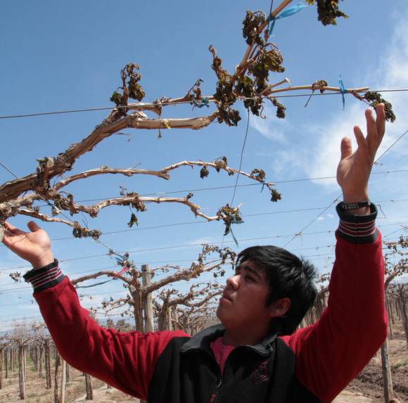 Heladas: hasta $16.720 pagarán por productor Heladas: hasta $16.720 pagarán por productor