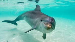 Aseguran que se drogan Aseguran que se drogan