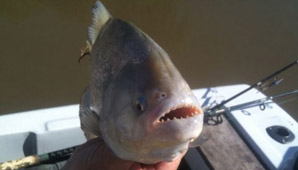 La cumbia de la palometa La cumbia de la palometa