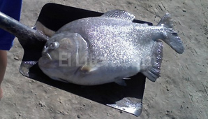 Nuevo ataque de Palometas deja al menos 10 heridos Nuevo ataque de Palometas deja al menos 10 heridos