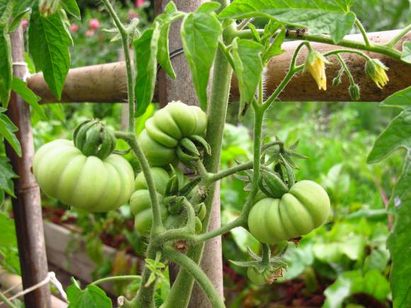 La huerta en su plenitud La huerta en su plenitud