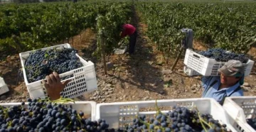 Productores deudores, salarios, vino de terceros y precios sostén Productores deudores, salarios, vino de terceros y precios sostén