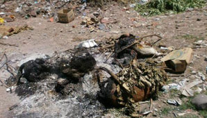 Denuncian que una vecina quemó a seis perros vivos Denuncian que una vecina quemó a seis perros vivos