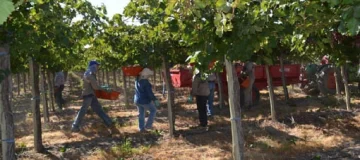 Mientras negocian precios, productores vitivinícolas aseguran que la cosecha será igual que la anterior y no habrá sobrestock de vinos