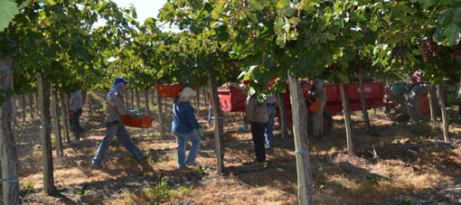 Mientras negocian precios, productores vitivinícolas aseguran que la cosecha será igual que la anterior y no habrá sobrestock de vinos