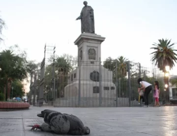 Palomas muertas en la plaza Palomas muertas en la plaza