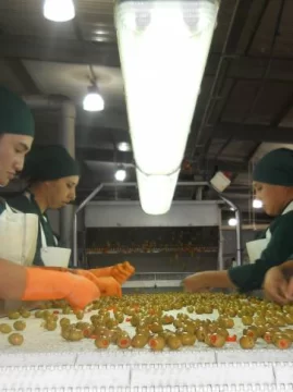 Tras gestiones, la aceituna riojana ingresa a San Juan Tras gestiones, la aceituna riojana ingresa a San Juan