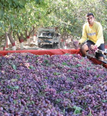 Operativo mosto: cae ampliación por suba de precios Operativo mosto: cae ampliación por suba de precios