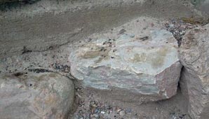 Denuncian una invasión de ratas en el Parque de Mayo Denuncian una invasión de ratas en el Parque de Mayo