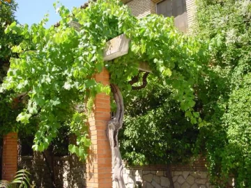 Bajo la Parra Bajo la Parra