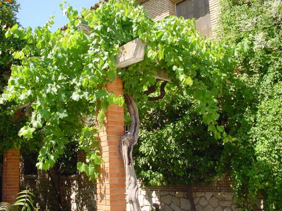 Bajo la Parra Bajo la Parra