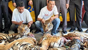 Al menos diez tigres fueron sacrificados por “diversión” Al menos diez tigres fueron sacrificados por “diversión”