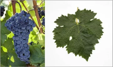 Cabernet Franc, un cepaje que no es el Cabernet Sauvignon Cabernet Franc, un cepaje que no es el Cabernet Sauvignon