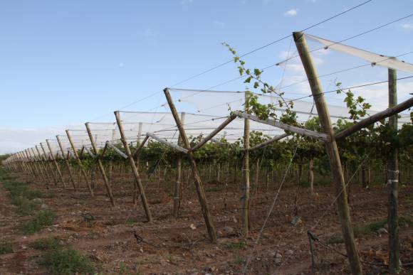 Reingeniería para los parrales de uva de mesa en San Juan Reingeniería para los parrales de uva de mesa en San Juan