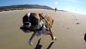 Un perro de dos patas conquista la web con sus grandes progresos Un perro de dos patas conquista la web con sus grandes progresos