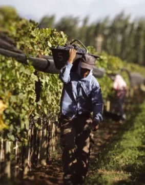 Los claroscuros respecto a los precios en el sector vitivinícola Los claroscuros respecto a los precios en el sector vitivinícola