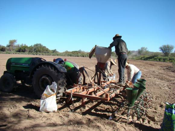 Siembra de alfalfa: la época y las variedades convenientes Siembra de alfalfa: la época y las variedades convenientes