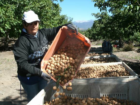 En Pedernal hay poco ruido y muchas nueces de calidad En Pedernal hay poco ruido y muchas nueces de calidad