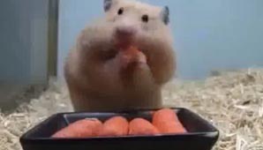 Apetito voraz Apetito voraz