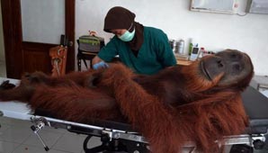 Luchan para salvarlo Luchan para salvarlo