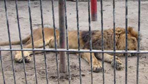 Por falta de mantenimiento cierran el zoológico de Santiago del Estero Por falta de mantenimiento cierran el zoológico de Santiago del Estero