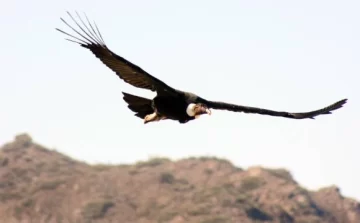 Déjalo volar Déjalo volar