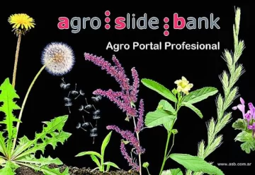 El mapa de las malezas más resistentes en toda Argentina El mapa de las malezas más resistentes en toda Argentina