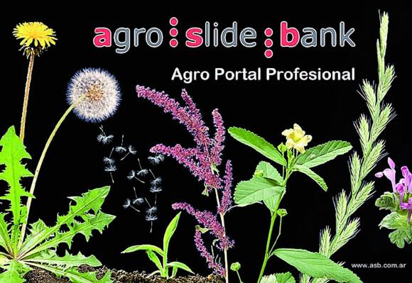 El mapa de las malezas más resistentes en toda Argentina El mapa de las malezas más resistentes en toda Argentina