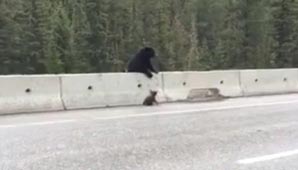 Salvado por mamá Salvado por mamá