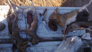 Secuestran animales faenados y toneladas de leña Secuestran animales faenados y toneladas de leña