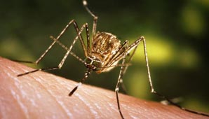 Los más peligrosos Los más peligrosos