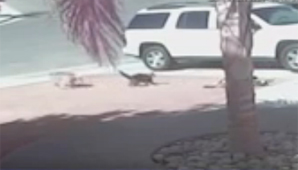 Gato héroe Gato héroe