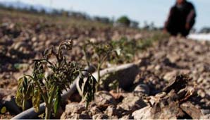 Heladas: productores locales llevan recibidos más de 17 millones en ayuda Heladas: productores locales llevan recibidos más de 17 millones en ayuda