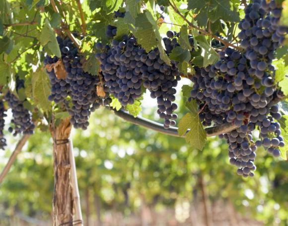 Un claro escenario de inequidad en la distribución del ingreso Un claro escenario de inequidad en la distribución del ingreso