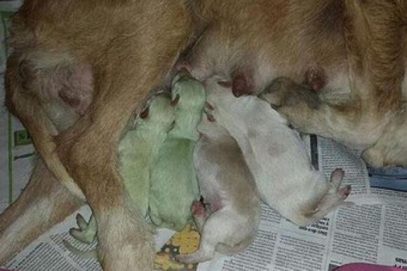 Nacieron perros verdes Nacieron perros verdes