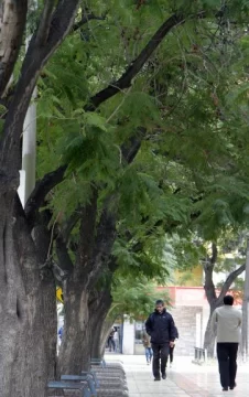 El árbol de la calle El árbol de la calle
