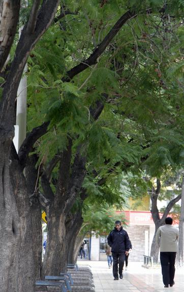 El árbol de la calle El árbol de la calle