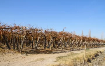 Preocupa al INTA que el poco frío complique a los cultivos Preocupa al INTA que el poco frío complique a los cultivos