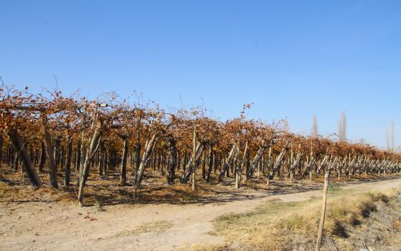 Preocupa al INTA que el poco frío complique a los cultivos Preocupa al INTA que el poco frío complique a los cultivos