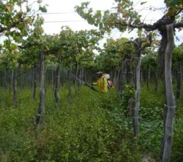 Descartan plaga en vid tras controles Descartan plaga en vid tras controles