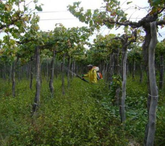 Descartan plaga en vid tras controles Descartan plaga en vid tras controles