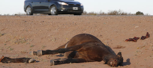 Animales sueltos en las rutas: anuncian más controles y no descartan el uso de rifle sanitario Animales sueltos en las rutas: anuncian más controles y no descartan el uso de rifle sanitario