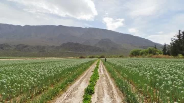 San Juan tendrá expositores en el Congreso de Hortalizas San Juan tendrá expositores en el Congreso de Hortalizas