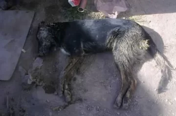 La Rinconada: preocupa la matanza de unos 12 perros La Rinconada: preocupa la matanza de unos 12 perros