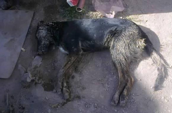 La Rinconada: preocupa la matanza de unos 12 perros La Rinconada: preocupa la matanza de unos 12 perros