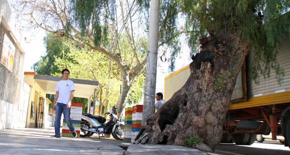 La quema de un viejo árbol levantó polvareda en Rawson La quema de un viejo árbol levantó polvareda en Rawson