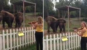 Elefantes danzantes Elefantes danzantes