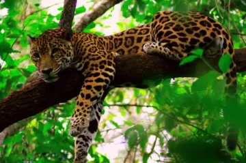 Un documental que alerta del riesgo de extinción del jaguar Un documental que alerta del riesgo de extinción del jaguar