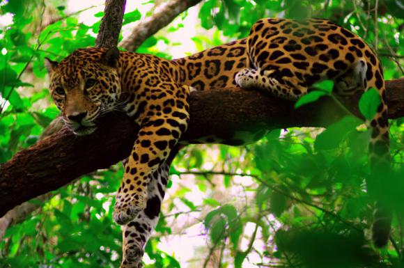 Un documental que alerta del riesgo de extinción del jaguar Un documental que alerta del riesgo de extinción del jaguar