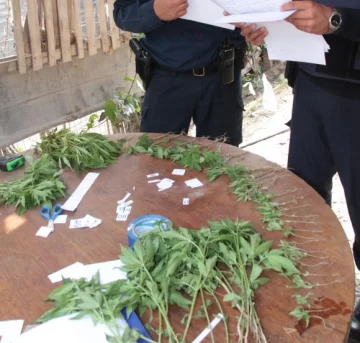 Marihuana: cultivo récord en este año Marihuana: cultivo récord en este año